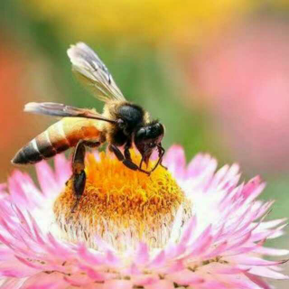 你是花儿，我是蜂
