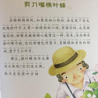 法布尔《昆虫记》——剪刀嘴樵叶蜂