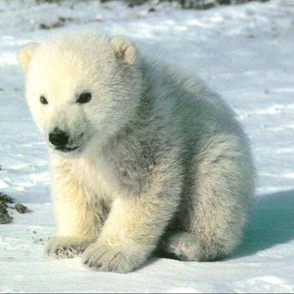 故事《拔小熊》陈若晗