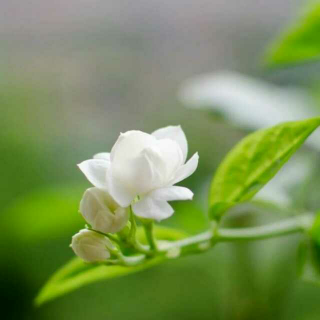 席慕蓉《白色山茶花》