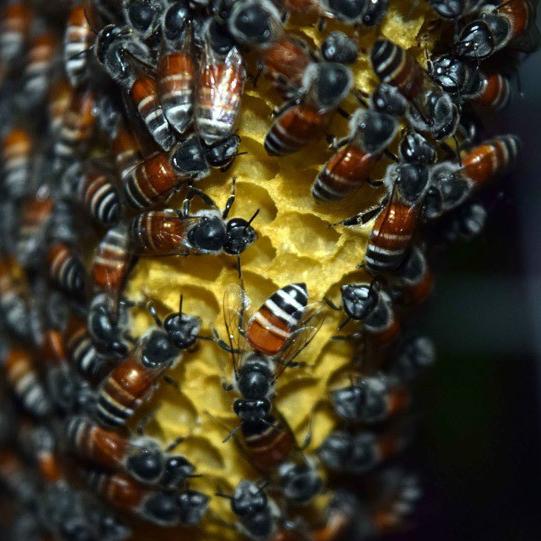 对蜂毒过敏的人,被蛰了可能没命!