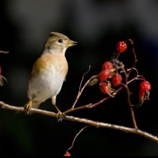 How do birds eat?