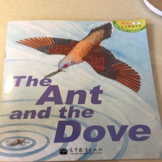 The ant and the dove(Sunny 郑开心)