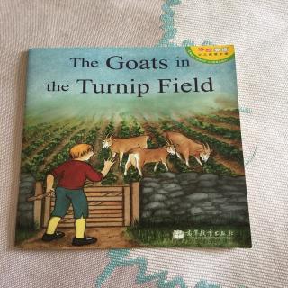 The goats in the turnip field(Sunny郑开心）