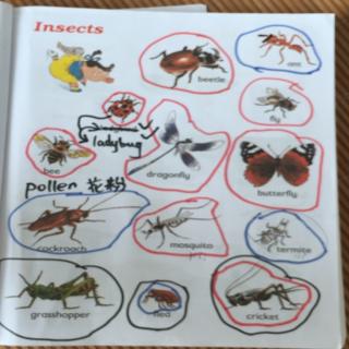 4000 Words 17 P37 Insects