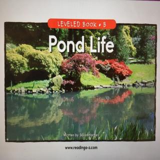 RAZ B《Pond Life》
