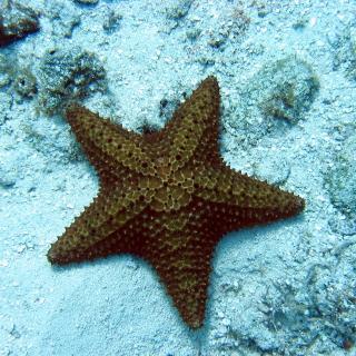 4000基本词汇/ the starfish