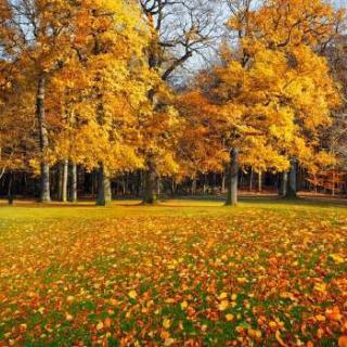 《秋天的宁静》作者：龚蕾   朗读：山樱树下