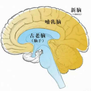 20. 脑科学：三位一体的脑及脑的三大功能区