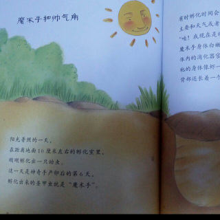 大自然的清道夫――粪金龟（四）魔术手和帅气角