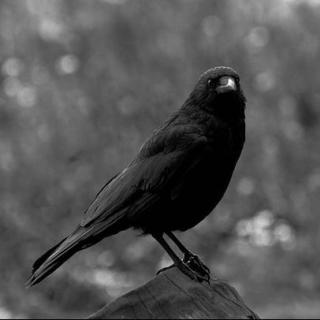 亲子英语-There was an old crow
