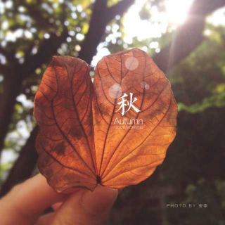 《秋思》张淑敏