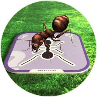 小熊尼奥的枕边故事-心灵美的小蚂蚁