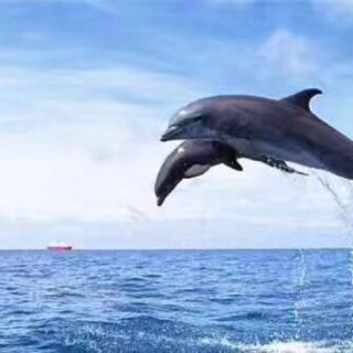《听海豚的声音》～九月奇迹