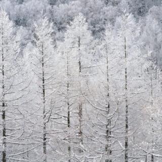 雨雪风韵。  雪，终于来了