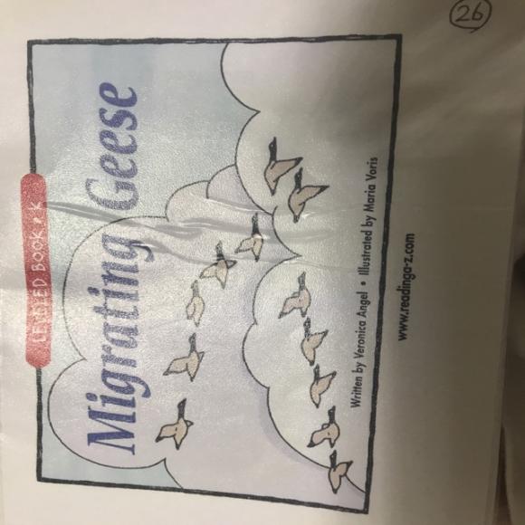 raz k26 migrating geese