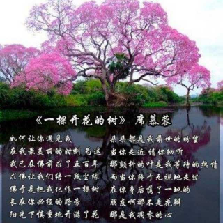 《一棵开花的树》席慕容2