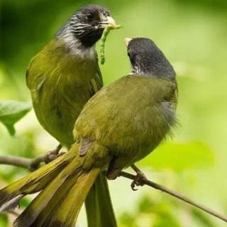 情歌夜读：鸟儿的故事🐦