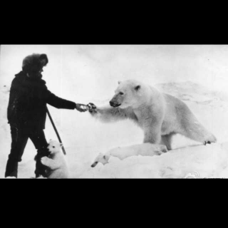 饥饿的北极熊向人类求救