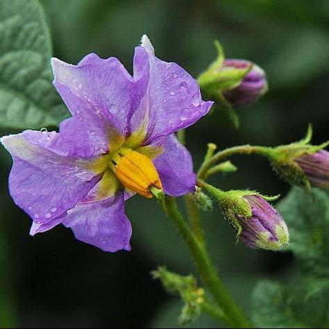 眼睛便"刷"地一亮,我惊讶地发现了两簇花——两簇浅紫色的土豆花!