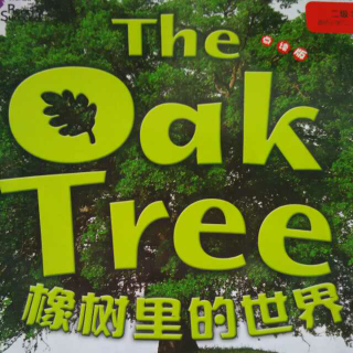 跟着Nita读英语之The Oak Tree