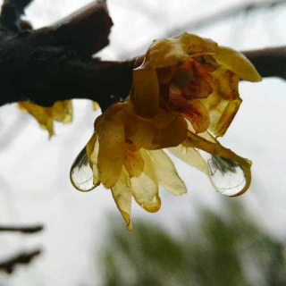 《春风化雨》——感恩生命中每一位师者   文：郝好  读：郝好