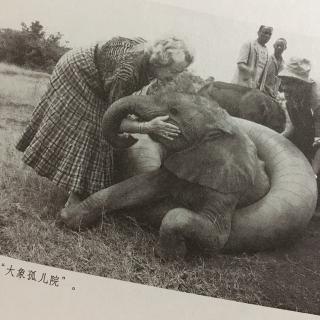大象孤儿院——郝广才《今天》9月8日
