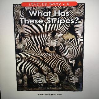 RAZ B《What Has These Stripes？》