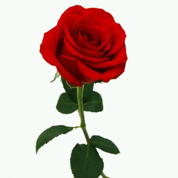 一朵玫瑰花