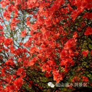《我爱韶山的红杜鹃》作者：毛岸青，邵华