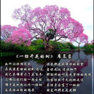 一棵开花的树   席慕容2