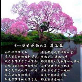 《一棵开花的树》席慕容1