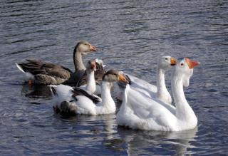 The strange goose