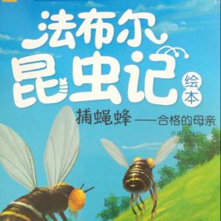 法布尔昆虫记：捕蝇蜂-合格的母亲