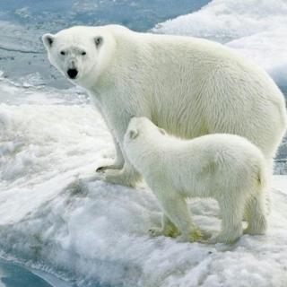 亲子阅读～不怕冷的北极熊