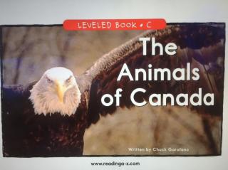 RAZ C《The Animals of Canada》