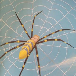 法布尔昆虫记：条纹蜘蛛-听天由命的猎手