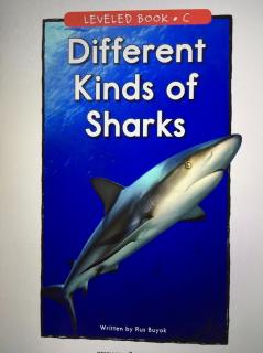 RAZ C《Different Kinds of Sharks》