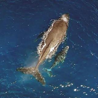 61. 小座头鲸的环球旅程