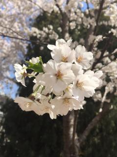 【广播剧】瓶邪--长生