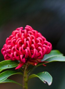 花朵疗愈红火球帝王花