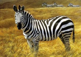 Zebras