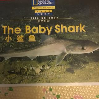 The baby shark