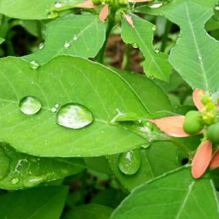 《这个秋》~朗诵/竹林听雨