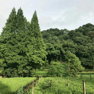 《雨中的森林》