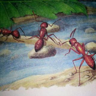 《法布尔昆虫记》之红蚂蚁