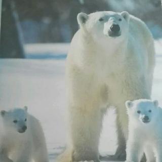 16.好白好白的北极熊