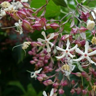 情诗四首   作者：迎      诵读：思雨