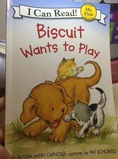 D156 biscuit want to play