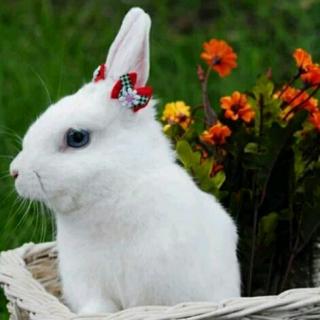 《小白兔找妈妈》
